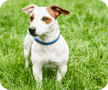 Small white dog with brown patches and a blue collar standing on lush green grass.